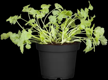 Coriandrum sativum - P13 - image 5