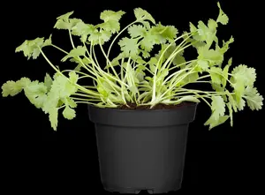 Coriandrum sativum - P13 - image 5