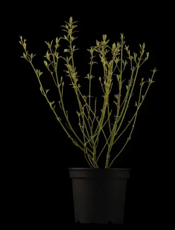 CORNUS a AUREA 10L - image 1