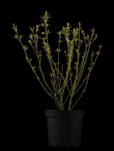 CORNUS a AUREA