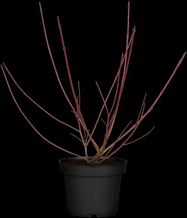 CORNUS a AUREA 10L - image 2