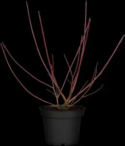 CORNUS a AUREA 10L - image 2