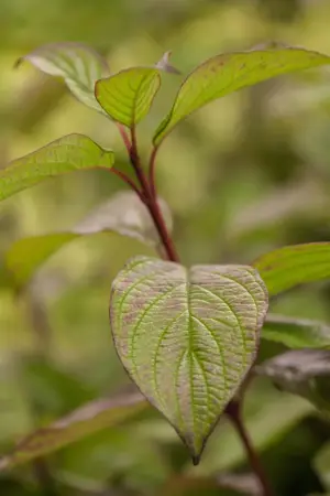 Cornus alba - 200-250 CM WHIPS BARE ROOT - image 2