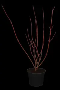 Cornus alba - 200-250 CM WHIPS BARE ROOT - image 3