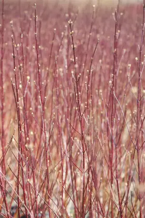 Cornus alba - 200-250 CM WHIPS BARE ROOT - image 5