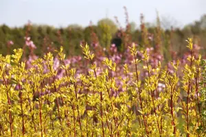 Cornus alba 'Aurea' - P9