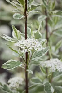 Cornus alba 'Elegantissima' - 50-60 CM C5 - image 3