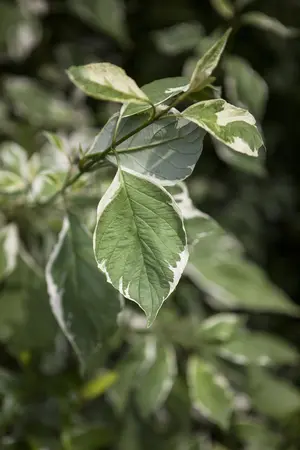 Cornus alba 'Elegantissima' - 10 Ltr pot - image 1