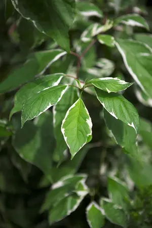 Cornus alba 'Elegantissima' - 10 Ltr pot - image 2