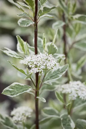 Cornus alba 'Elegantissima' - 10 Ltr pot - image 3