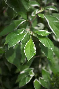 Cornus alba 'Elegantissima' - 60-80 CM C7.5 - image 2