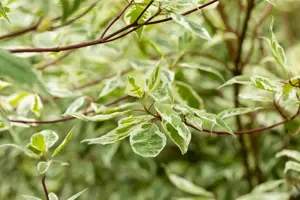 Cornus alba 'Elegantissima' - 3 Ltr pot - image 5