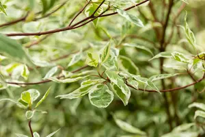 Cornus alba 'Elegantissima' - 10 Ltr pot - image 5