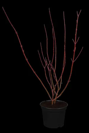 Cornus alba 'Gouchaultii' - 60-80 CM C3.5 - image 1