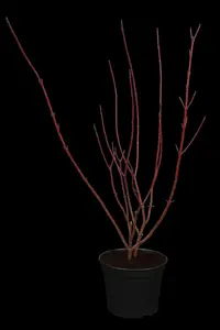 Cornus alba 'Gouchaultii' - 60-80 CM C3.5 - image 1
