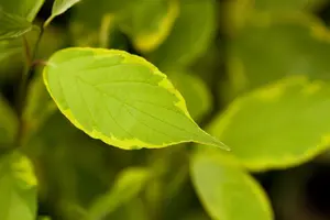 Cornus alba 'Gouchaultii' - 30-40 CM C7.5
