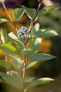 Cornus alba 'Kesselringii' - 30-40 CM C3 - image 2