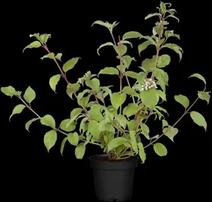 Cornus alba 'Kesselringii' - 60-80 CM C6.5 - image 1