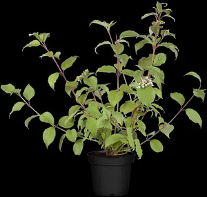 Cornus alba 'Kesselringii' - 60-80 CM C7.5 - image 1