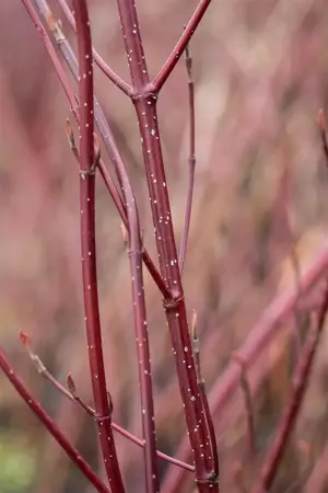 Cornus alba 'Miracle'? - 90 CM STEM C10 - image 5
