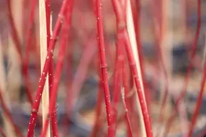 Cornus alba 'Miracle'? - 3 Ltr pot - image 2