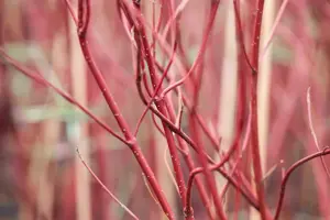 Cornus alba 'Miracle'? - 50-60 CM C5 - image 3
