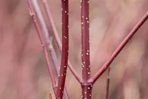 Cornus alba 'Miracle'? - 50-60 CM C5 - image 4
