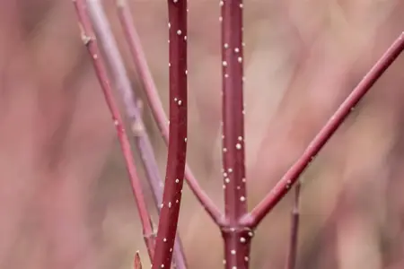 Cornus alba 'Miracle'? - 5-8 BR. - image 4