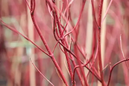 Cornus alba 'Miracle'? - 30-40 CM C3 - image 3