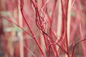Cornus alba 'Miracle'? - 30-40 CM C3 - image 3