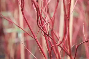 Cornus alba 'Miracle'? - LINERS 18 CEL TRAY P9 SIZE - image 2