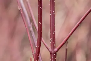 Cornus alba 'Miracle'? - 60-80 CM C3.5 - image 3