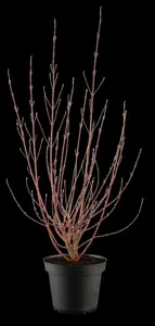 Cornus alba 'Miracle'? - 5-8 BR. - image 1