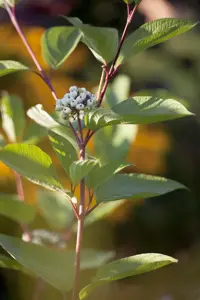 Cornus alba 'Siberian Pearls'