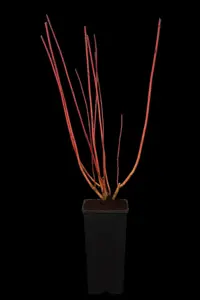 Cornus alba 'Sibirica' - 60-80 CM C7.5 - image 2