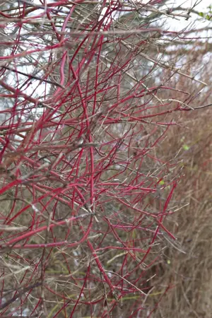 Cornus alba 'Sibirica' - 60-80 CM C7.5 - image 5