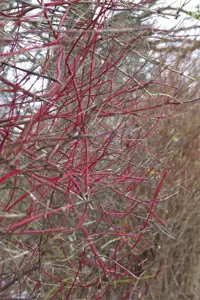 Cornus alba 'Sibirica' - 60-80 CM C7.5 - image 5