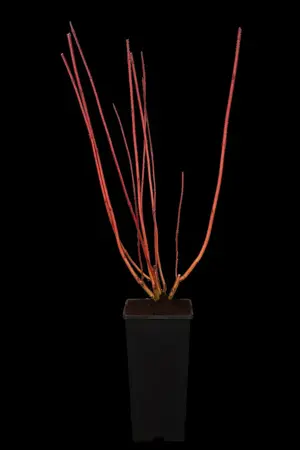 Cornus alba 'Sibirica' - 80-100 CM C3 - image 2