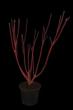 Cornus alba 'Sibirica' - 150-175 CM C12 - image 1