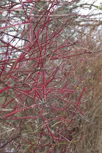 Cornus alba 'Sibirica' - 150-175 CM C15 - image 5