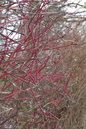 Cornus alba 'Sibirica' - 10 Ltr pot - image 5