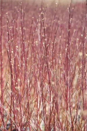 Cornus alba 'Sibirica' - 125-150 CM - image 2
