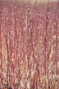 Cornus alba 'Sibirica' - 125-150 CM - image 2