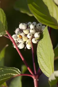 Cornus alba 'Sibirica' - 125-150 CM - image 4