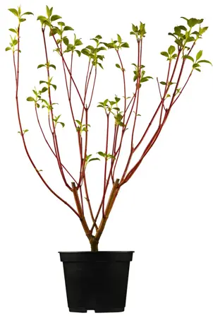 Cornus alba 'Sibirica' - 60-80 CM C7.5 - image 4