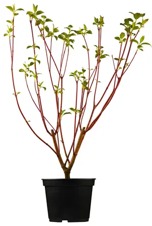 Cornus alba 'Sibirica' - 10 Ltr pot - image 4