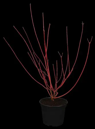 Cornus alba 'Sibirica' - 60-80 CM C7.5 - image 3