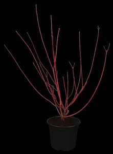 Cornus alba 'Sibirica' - 60-80 CM C7.5 - image 3