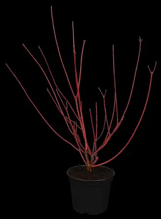Cornus alba 'Sibirica' - 200-250 CM RB - image 3