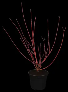 Cornus alba 'Sibirica' - 200-250 CM RB - image 3